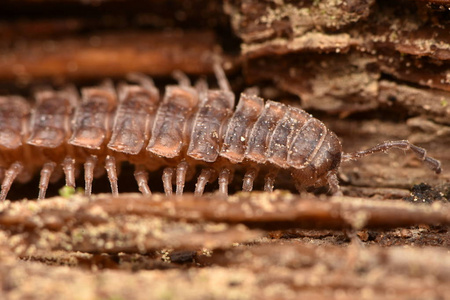 马陆 Polydesmus 沙苑木