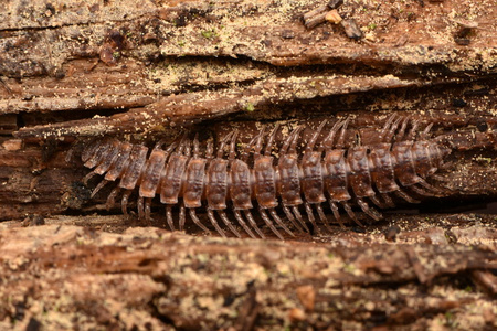 马陆 Polydesmus 沙苑木