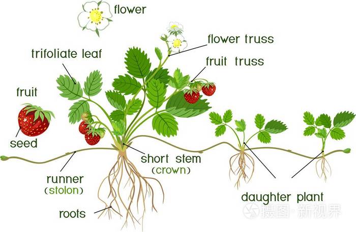 部分植物 园林草莓植物根系 花卉 果实 子植物和标题的形态学研究插画 正版商用图片0umho6 摄图新视界