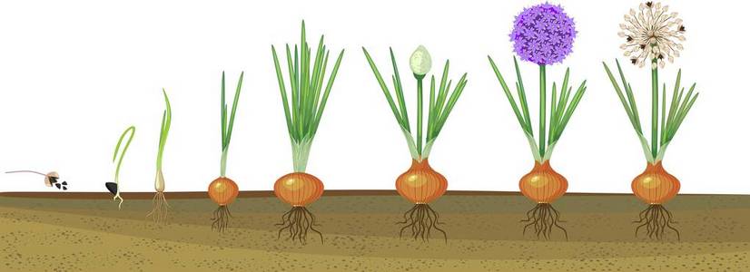 洋葱苗怎么种植步骤图图片