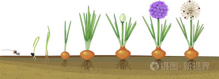从播种到开花和含果植物的洋葱生长阶段