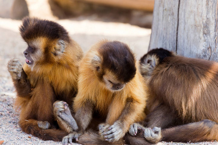 一群年轻迷人的猴子坐在地上
