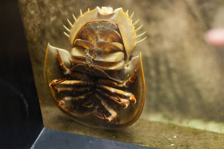 可怕的海兽 Bathynomus 竹材或巨型 isopod 马蹄蟹是家庭的海洋节肢动物 Limulidae, 亚目 Xipho