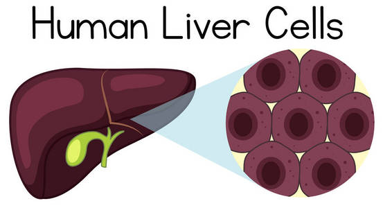 人肝脏的放大细胞例证