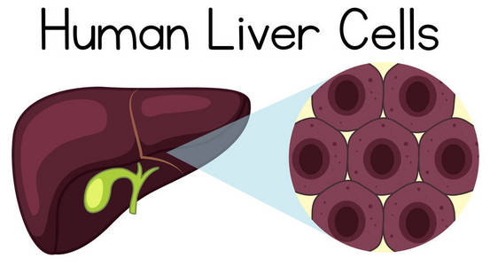 肝细胞模式图图片