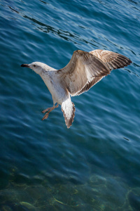 单一的海鸥飞与大海作为背景