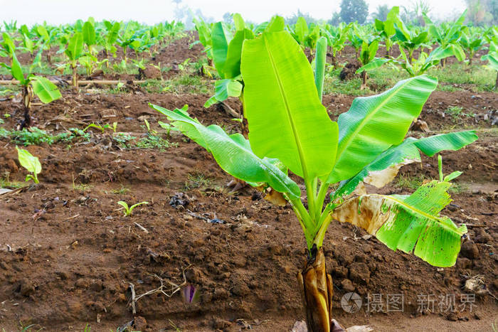 香蕉农场.清晨农村农场的小香蕉植物