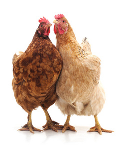 隔离了两只年轻的白公鸡两个黄色隔离在白色的小鸡年轻的珍珠鸡篮子里