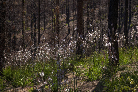大加那利岛, 2018年6月, 森林地板在阿拉伯 Cumbres 受大火影响的地区2017年由开花植物覆盖