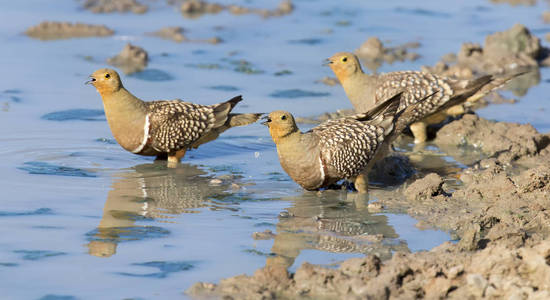 Namaqua Sandgrouse 的一群水坑在卡拉哈里沙漠中喝水