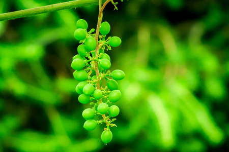 绿色和成熟的一串葡萄。在绿色背景下种植葡萄
