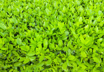 墙地面植物植物园里绿树墙的新鲜绿灌木照片