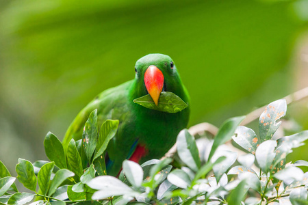 叶子在它的喙的绿色鹦鹉