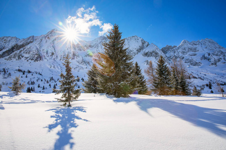 阿尔卑斯山上的新雪覆盖的树木。令人惊叹的冬季景观