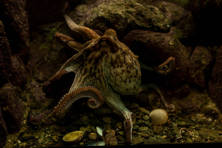 巨型乌贼章鱼在水族馆选择性聚焦章鱼直视观察者的眼睛照片