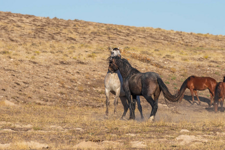 在犹他州的沙漠中, 一对野马马在战斗