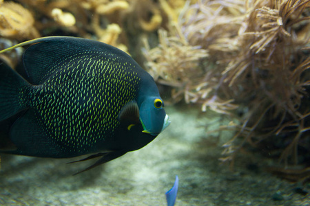 水族馆或水库 ubder 水海洋生物背景下的鱼类照片