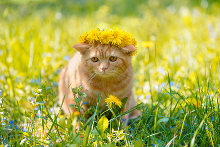 小红小猫在绿草坪上从蒲公英花上加冕花环