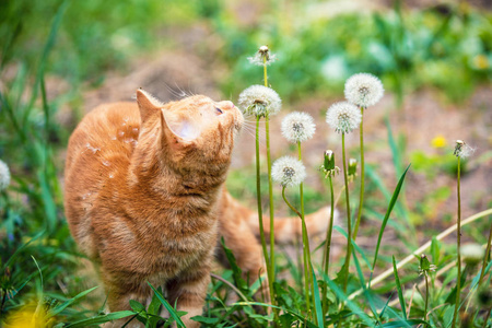 小猫在田野上行走, shiffing 蒲公英花