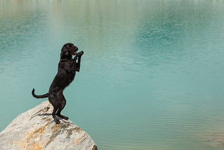 黑狗艾米摆在奥地利阿尔卑斯
