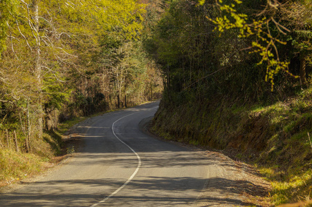 蜿蜒的道路, 周围的土著树木在智利南部