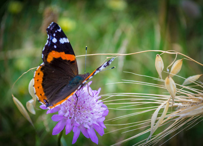 已识别到 1000 个春季紫色花朵上的黑橙色蝴蝶特写相似素材图片