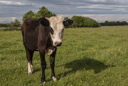 部落的年轻公牛在牧场。Tver 地区 Nazimovo 村的农场。俄罗斯。2018年6月2日
