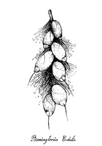 热带水果, 手绘素描玉蕊水果挂在白色背景上的树束上的插图