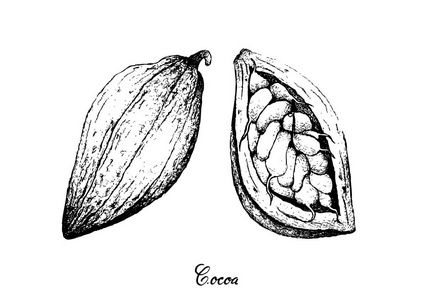 热带水果, 手绘素描可可可可或可可果挂在白色背景上的树束上的插图