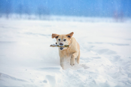 拉布拉多猎犬犬执行命令 港口。那条狗冬天在雪地里散步, 牙齿上叼着一根棍子。