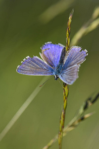 查普曼的蓝色 Polyommatus thersites, 美丽的蓝色小蝴蝶从欧洲草甸