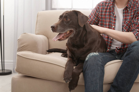 可爱的棕色拉布拉多猎犬与拥有人在沙发室内