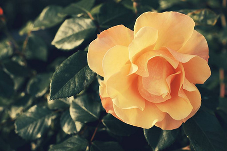 橙色玫瑰在花园与黄色叶子背景