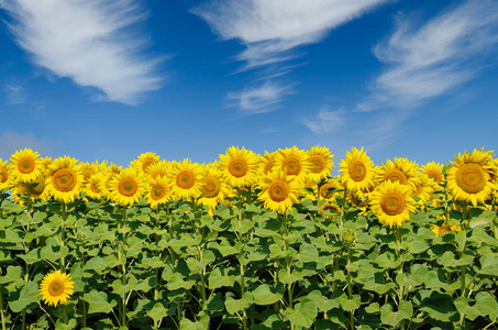 黄色的向日葵在田野里生长.农作物照片