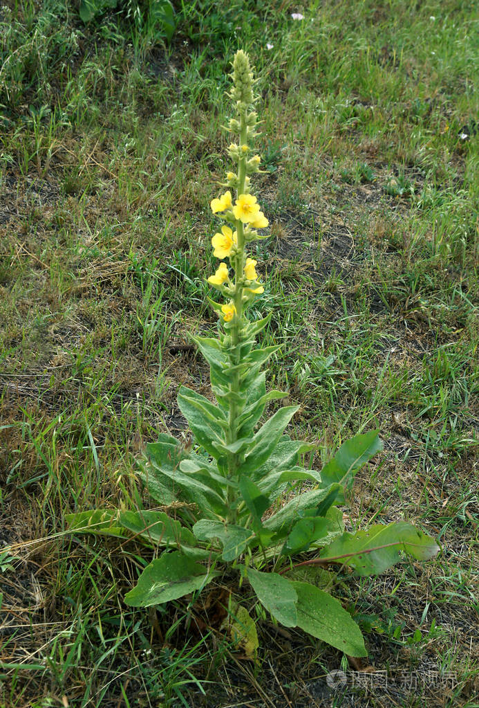 蜂蜜和药用开花植物mullein马鞭草
