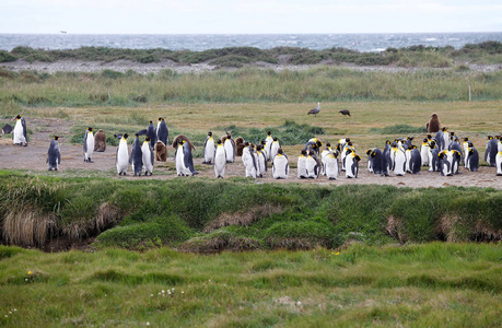 位于智利火地岛群岛火地岛的 Inutil 湾的金企鹅殖民地。火地岛在智利和阿根廷之间划分