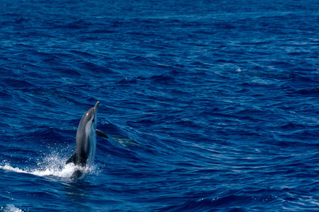 在日落时外海跳的快乐条纹的海豚