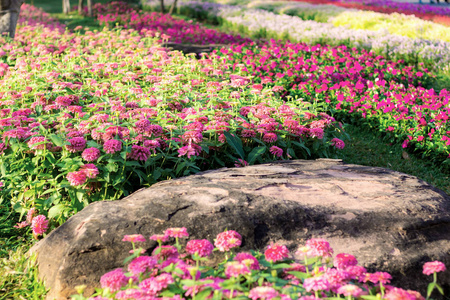 花园里的百日草花