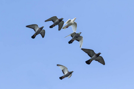 蓝天鸽子图片