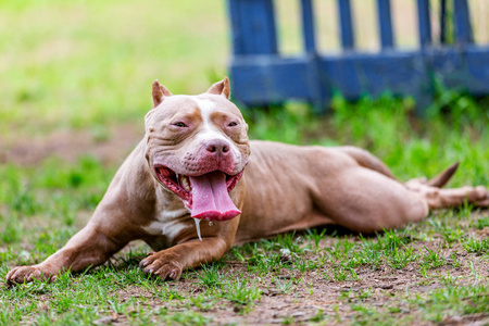 在公园里斗狗散步, 公牛摄影图