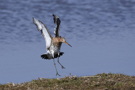 黑尾 godwit 在丹麦的自然栖息地