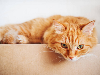 可爱的姜猫躺在纸箱盒上。毛茸茸的宠物凝视着好奇