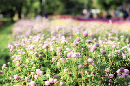 花园里的苋菜花