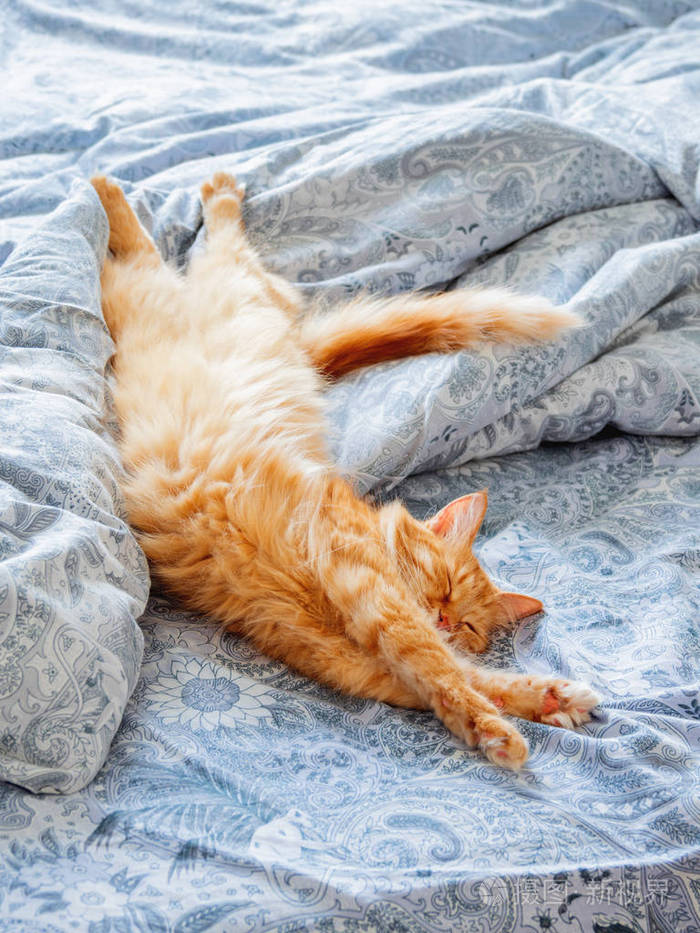 可爱的姜猫躺在床上.蓬松的宠物伸展.舒适的家庭背景, 早睡前