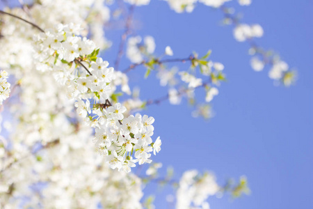 春天的樱花特写, 白色的花朵晴朗的日子, 对着蓝天。文本的模糊空间