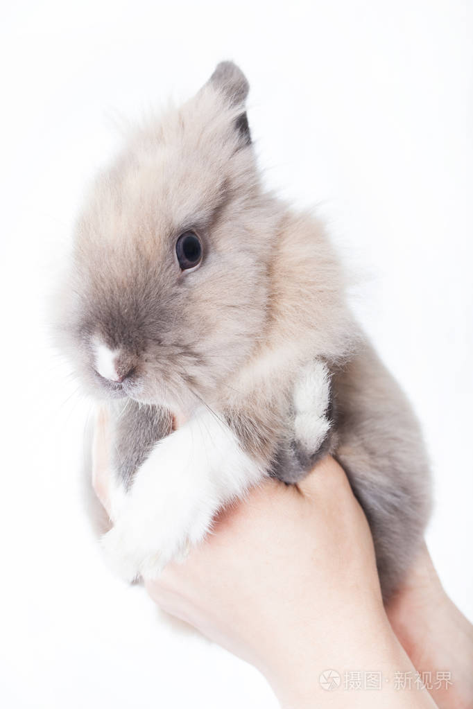 抱着一只有趣的荷兰小兔子的女人被孤立在白色的背上