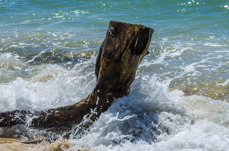 老树干在海滩围拢由水, 瓜德罗普岛, 加勒比