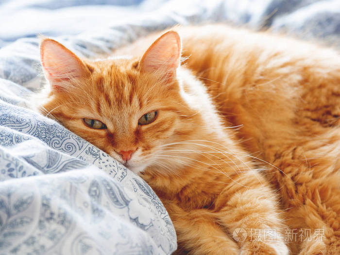 可爱的姜猫躺在床上.蓬松的宠物看起来奇怪的是.温馨的家庭背景