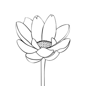 水莉莉花图片-水莉莉花素材-水莉莉花插画-摄图新视界