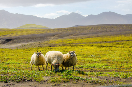 Landmannalaugar惊人的景观在冰岛